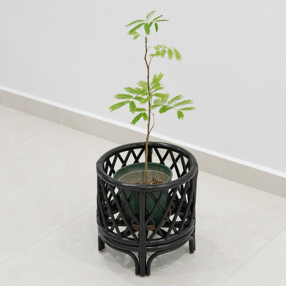 Jamie's Diamond Black Rattan Planter (Medium)